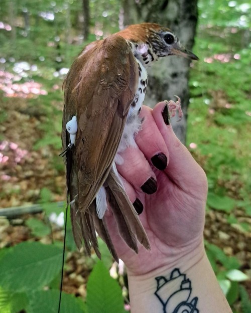 Wood thrush