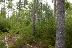 New Growth thumbnail