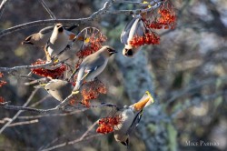 Waxwings Photo: Mike Parisio