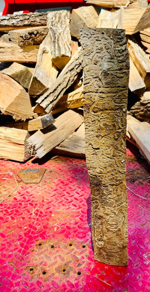 EAB firewood