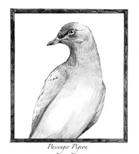 Passenger_Pigeon.jpg thumbnail