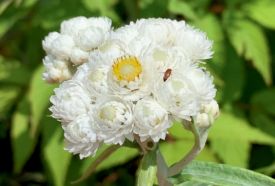 Pearly everlasting thumbnail