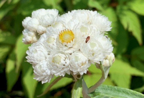 Pearly everlasting