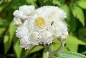 Pearly everlasting thumbnail