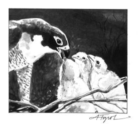 Peregrine.jpg thumbnail