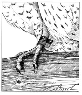 Peregrine_banding_web.jpg thumbnail