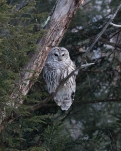 ph_9326_barred_owl.jpg