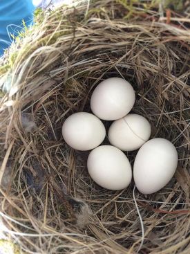 Phoebes_Lead.jpg thumbnail