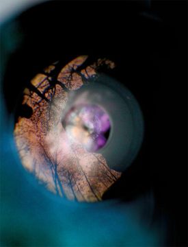 photographer_notebook_tree_shrub_flowers.jpg thumbnail