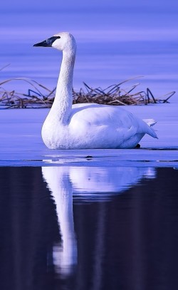 Swan Photo: Robert Piepsny