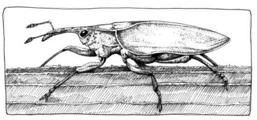 Pine_Weevil_web.jpg