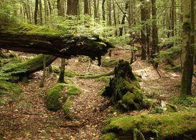 pisgah3.jpg thumbnail