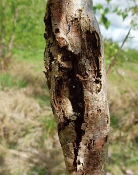 poplar_tree_canker.jpg thumbnail