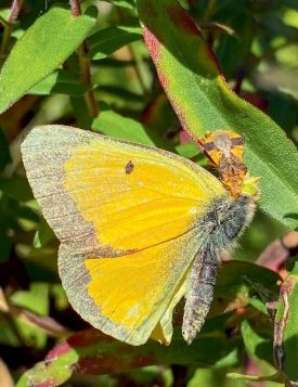 Predator prey thumbnail