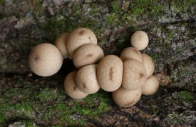 puff_ball_mushroom1.jpg thumbnail