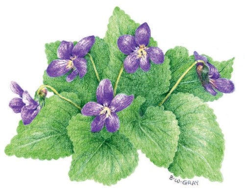 Violets
