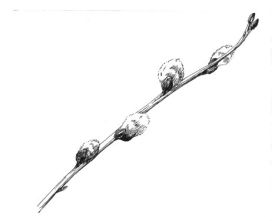 pussy_willow_1.jpg thumbnail