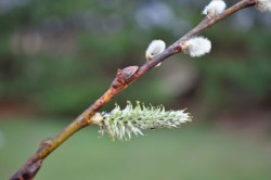 Pussy_willows.jpg