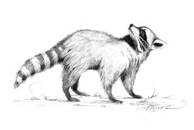 Raccoons_and_rabies.jpg thumbnail