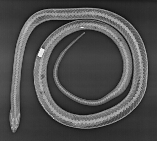 Radiograph Black Racer Snake