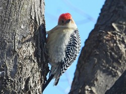 Woodpecker Photo: Marie Rainville