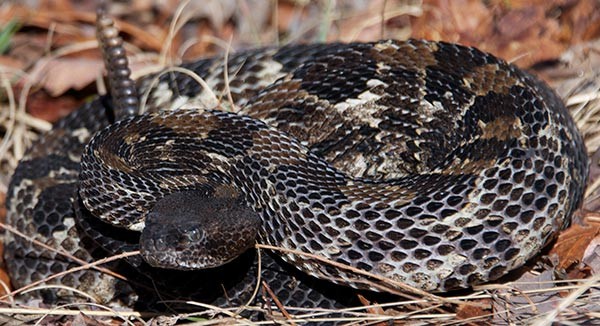 rattlesnake2.jpg