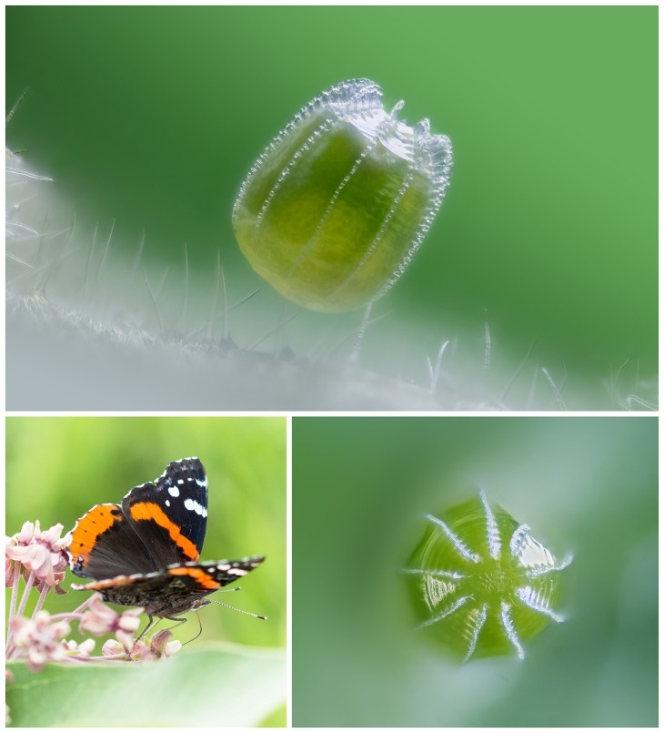 Red admiral butterfly and eggs