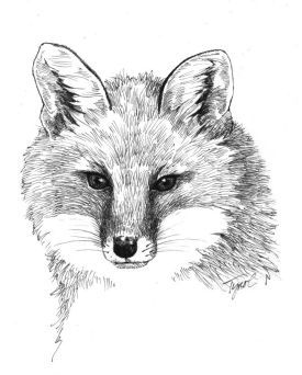 red_fox.jpg thumbnail