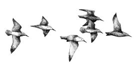 Red_knot_web.jpg thumbnail