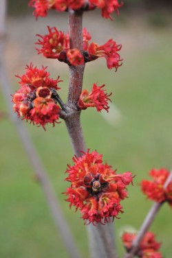 Red_maple_female_flowers.jpg