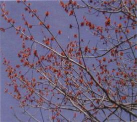red_maple_flowers.jpg thumbnail