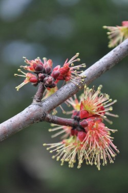 Red_maple_male_flowers.jpg