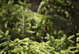 Red_Spruce_1.jpg thumbnail