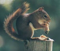redsquirrel.jpg