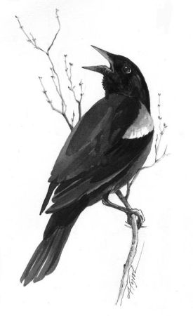 redwingpix.jpg thumbnail