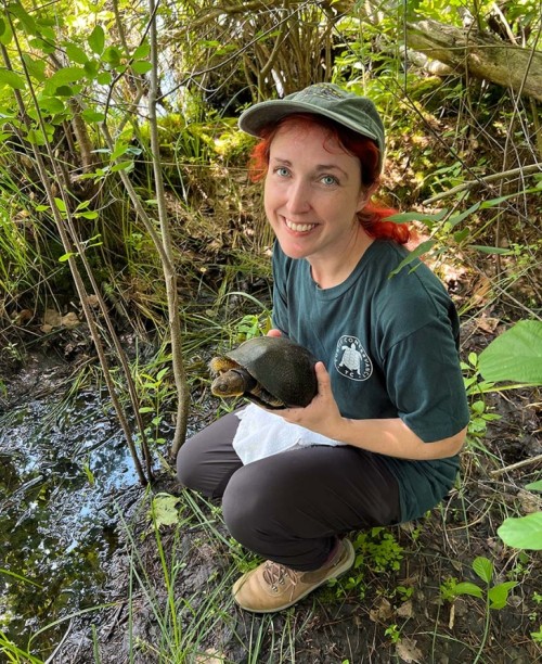 Releasing blandings turtle