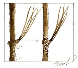 ribe_web.jpg thumbnail