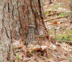 Grouse Hen Photo: Richard Carbonetti