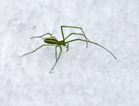 Green weaver spider thumbnail