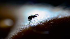 RolfAssa-iStock-mosquito.jpg thumbnail