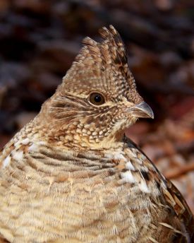 Ruffed Grouse thumbnail