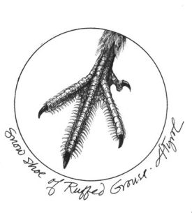 ruffedgrousepix.jpg thumbnail
