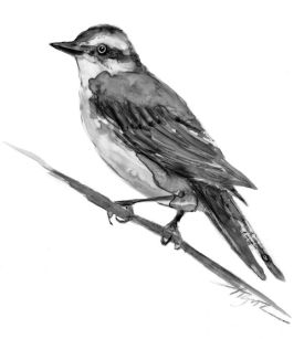 Rusty_balckbird.jpg thumbnail