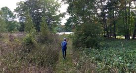 Ruth Cutler oak forest thumbnail