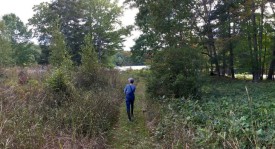 Ruth Cutler oak forest thumbnail