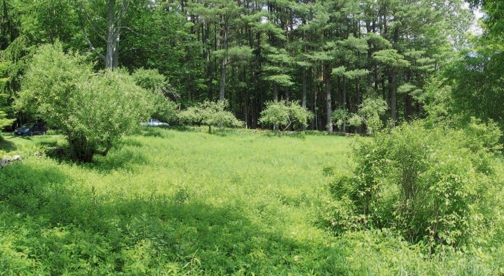 Victory garden meadow