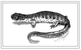 salamander_web.jpg thumbnail