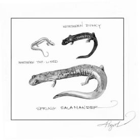 Salamanders.jpg thumbnail