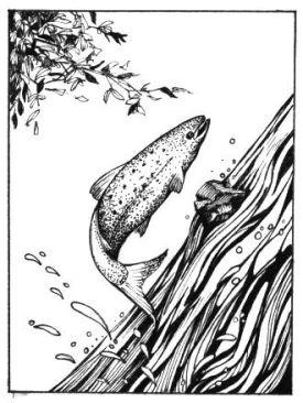 salmon_jumping_web.jpg thumbnail