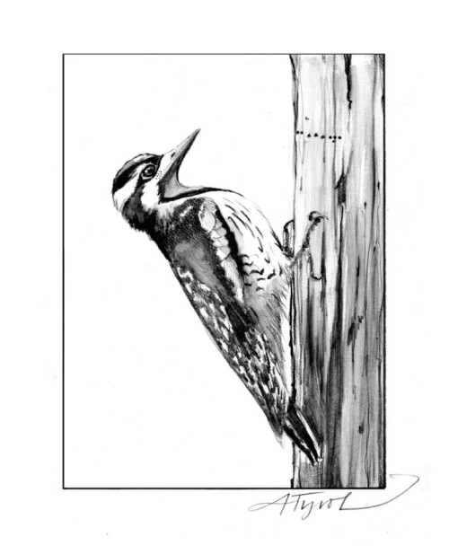 SAPSUCKER.jpg